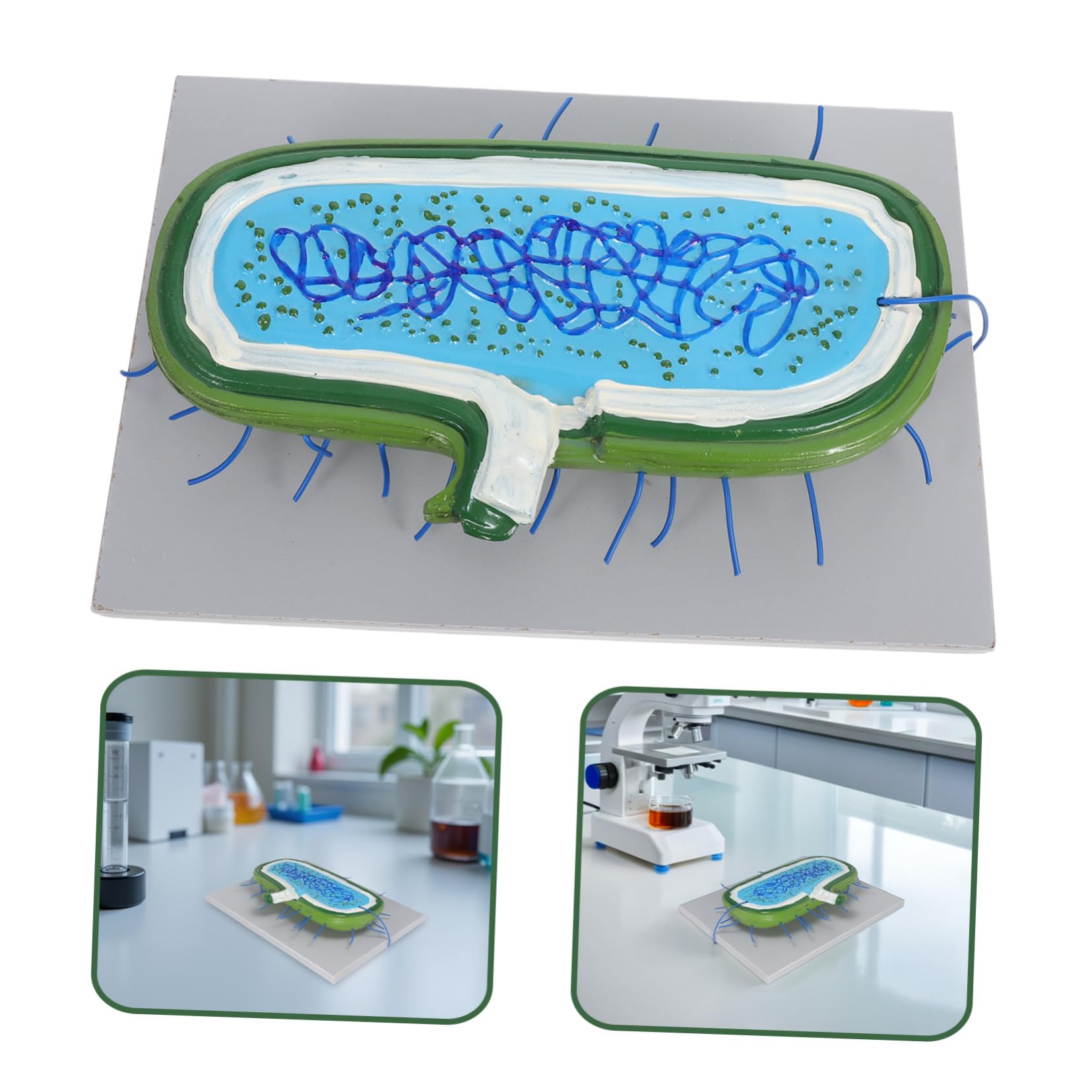 Anatomisches Zellkernmodell Vergrößert Tierzellstruktur mit Organellen für Biologieunterricht Schüler Wissenschaftliches Lehrmittel für Klassenzimmer