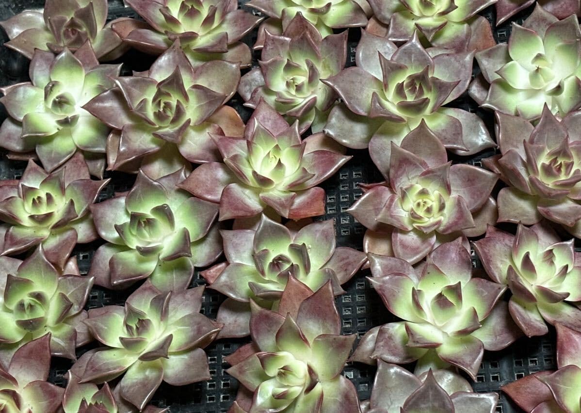 Amazon.co.jp: 多肉植物 韓国苗 レッドマディバ 1苗エケベリア カット