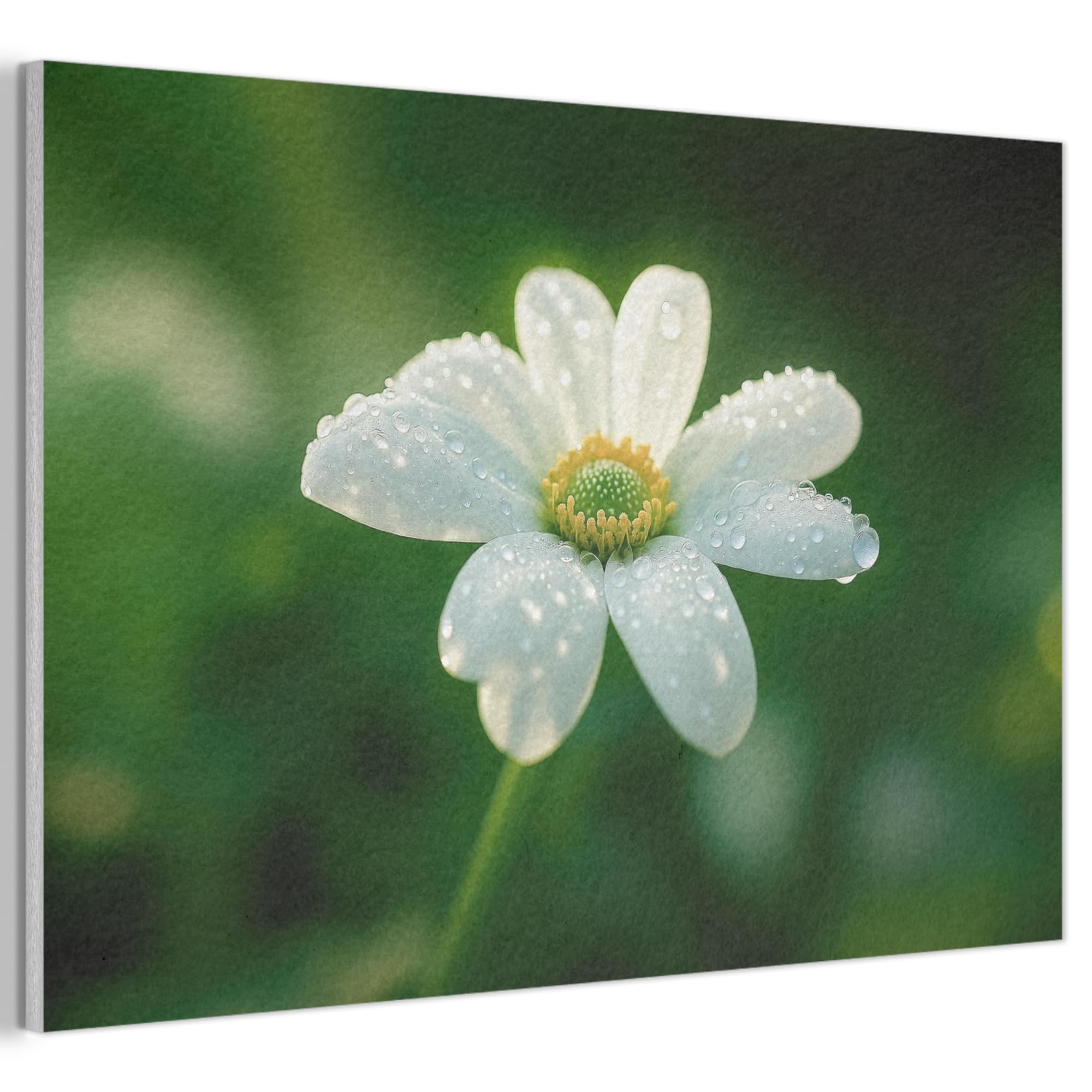 MuchoWow© Felt Panel 60x40 cm Framed Design Print Accent Interior Wallart Decoration Wall Art Flower - White - Dewdrops