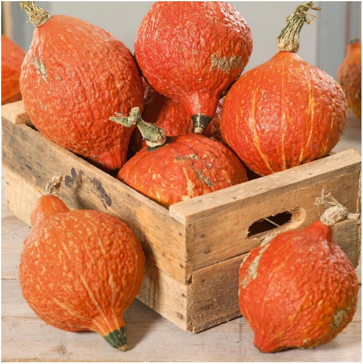 Everwilde Farms - 1/4 Lb Organic Hubbard Golden Winter Squash Seeds - Gold Vault