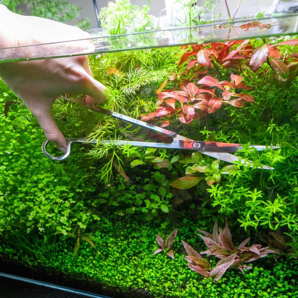 AquaNature Curved Aquarium Scissors - Plant Shaping Tool -2