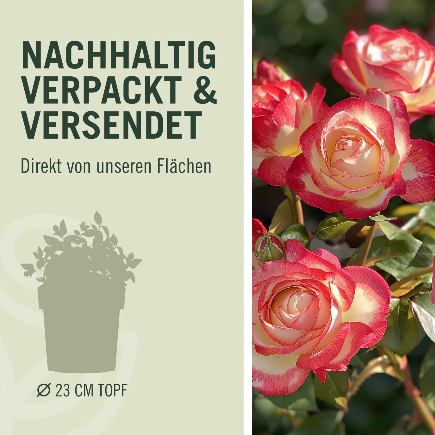 Edelrose Nostalgie® - Mittelstark duftende Rose mit zweifarbiger Rosenblüte in rot & creme-weiß - Winterharte nostalgische Edelrose im 5 Liter Container von Garten Schlüter - Pflanzen in Top Qualität