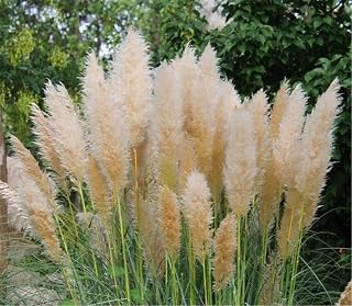 300+ Pcs Seeds Pampas Grass Bonsai Plants Ornamental Flowers Cortaderia Selloana
