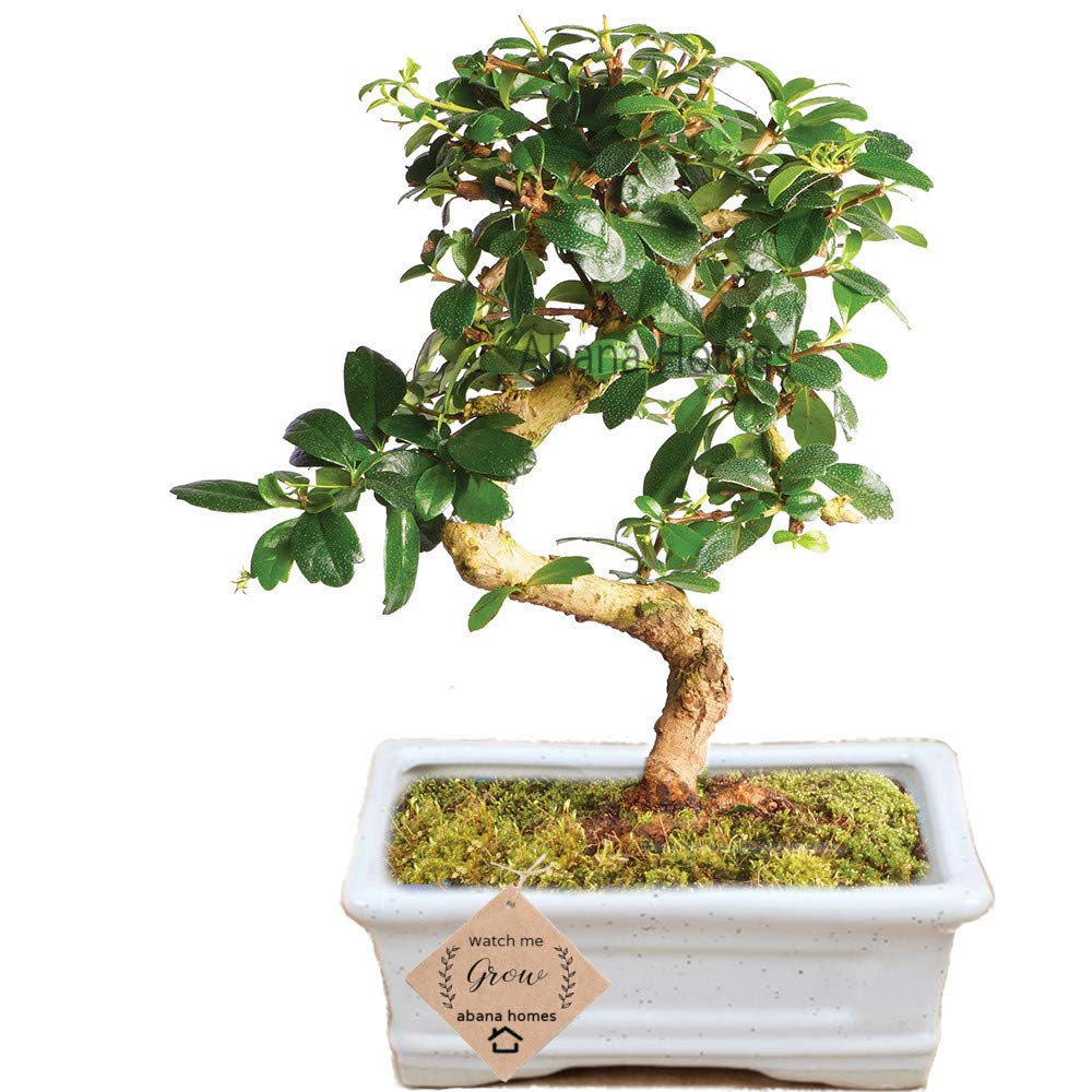Abana Homes Bonsai Tree Live Plant Carmona (Fukien Tea Tree) - 4 Years Old Indoor Flowering Bonsai Plant (Black) (B07LDW2478) Amazon Price History, Amazon Price Tracker