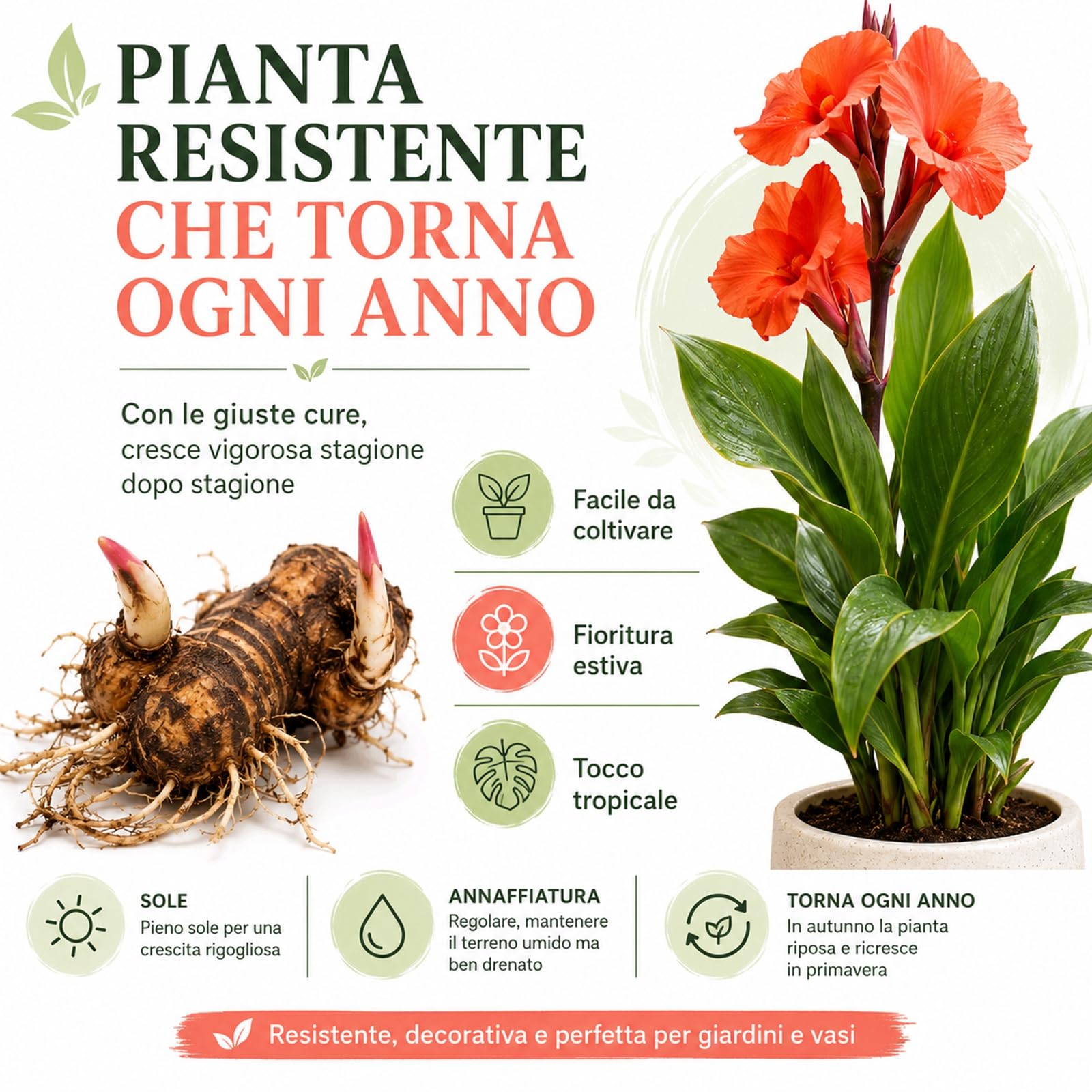 Rizomi di Canna Indica da Piantare, resistenti al freddo e alla siccità-Compatti e Ornamentali-5 zwiebeln-C
