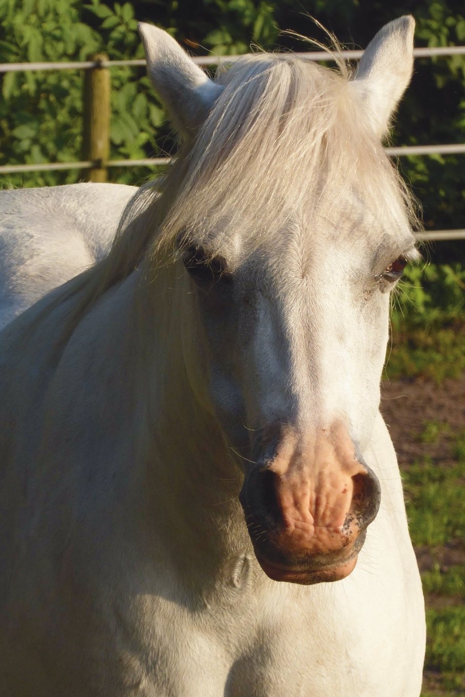 The Welsh Pony Journal: 150 page lined notebook/diary