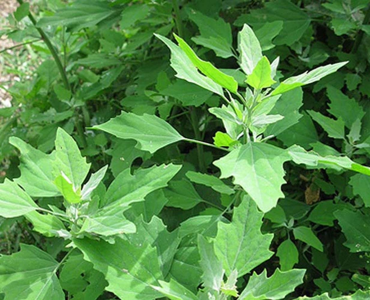 LIVE GREEN Vegetable Seeds | Bathua Saag F1 Hybrid Seeds For Home Gardening (80 seeds pack) (B09BV6XZZH) Amazon Price History, Amazon Price Tracker