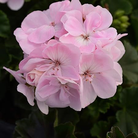 Amazon Com Rare Night Blue Geranium Seeds Appleblossom Rosebud Pelargonium Perennial Patio Lawn Garden