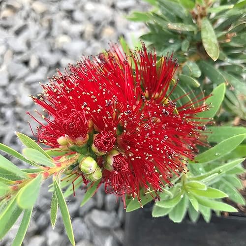 Miniatura 3 de Little John Dwarf Bottlebrush  Planta grande de tamaño galón  Callistemon Compact Heavy Blooming Arbusto