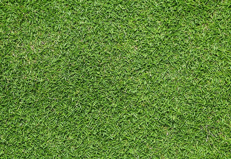 Bermuda Lawn grass seed (sample pack)