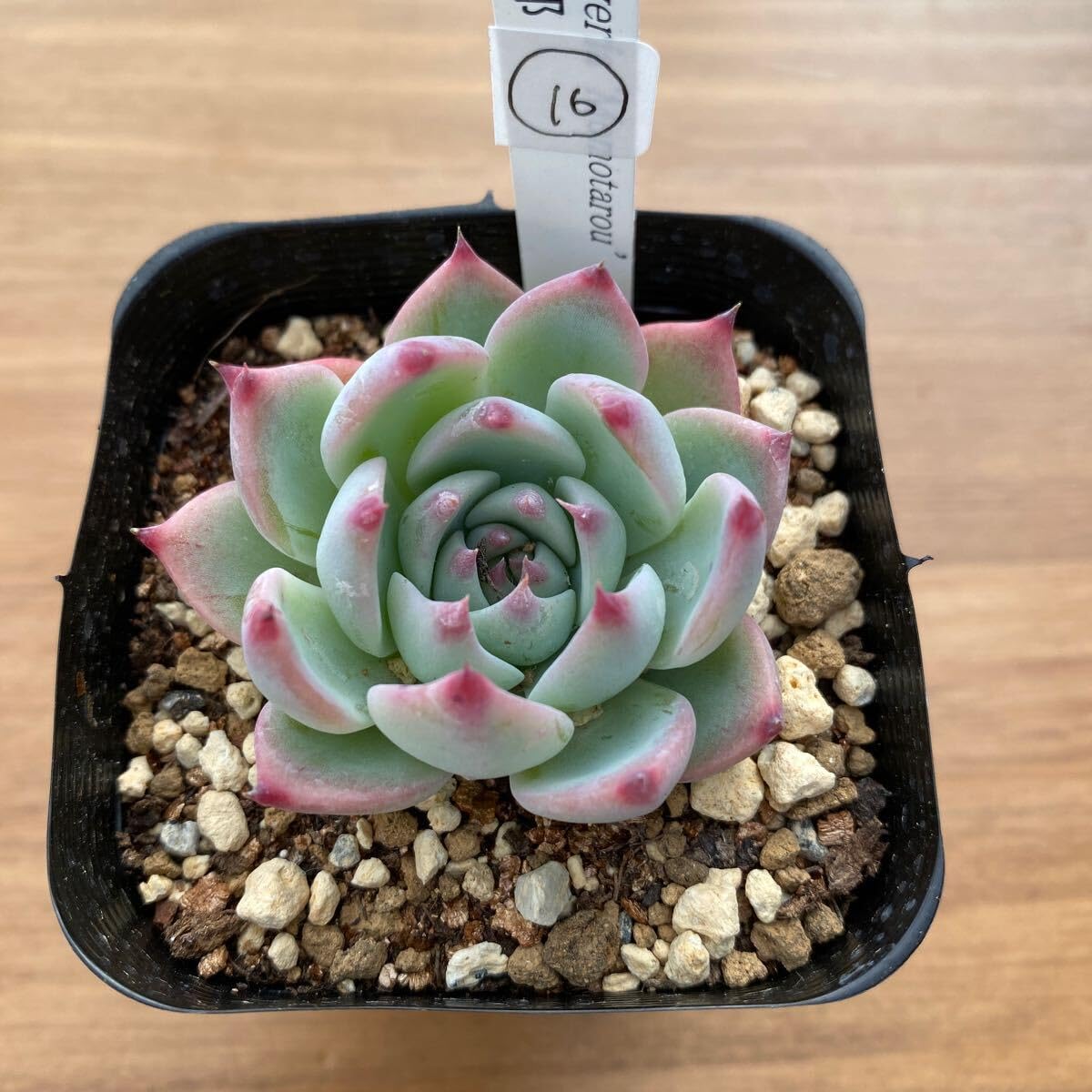 多肉植物 ミニ桃太郎♡ 抜き苗！ １号プラ鉢付き！ Amazon.co.jp: 多肉植物 エケベリア 桃太郎16 抜き苗 : DIY・工具
