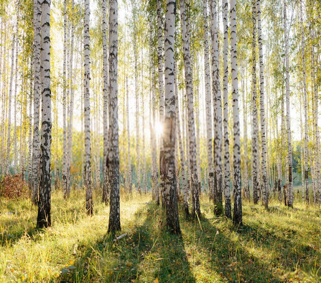 DIY 5D Diamond Painting Kit Scenery Birch Tree Golden Sunlight Trunks White Bark Yellow 16" X 20" Adult Full Drill Rhinestone Cross Stitch Art Crafts for Home Decoration