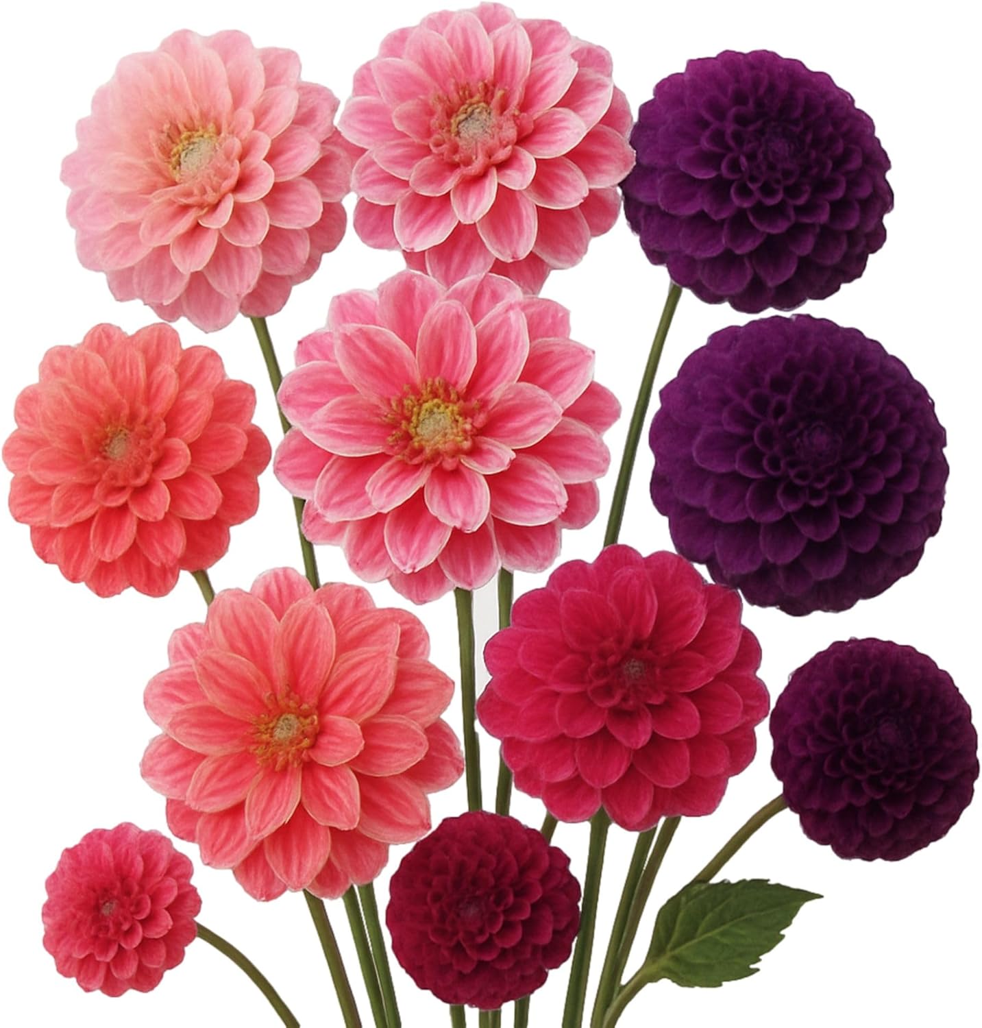 Easy to Grow Dahlia Watermelon Mix - 12 Plant Tuber Clumps, Colorful Mix of Pink, Purple, Maroon & Red Flowers in Summer to Fall