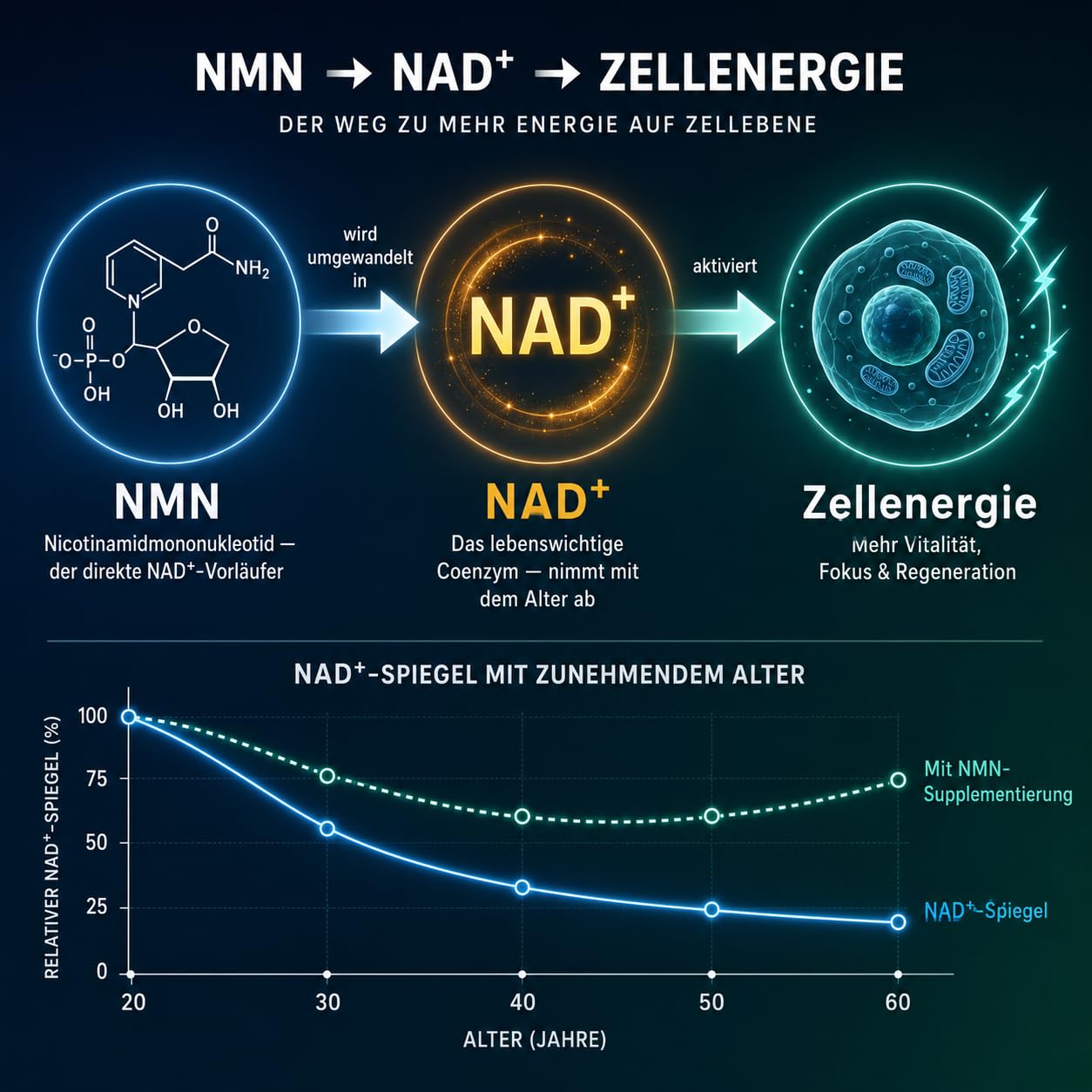 NAD-NMN Kapseln - 1 x 60 Stück hochreines Pulver in Kapseln - Reinheit mehr als 99% ohne Zusatzstoffe - in Deutschland laborgeprüfter Markenrohstoff - NAD+ Booster (1)