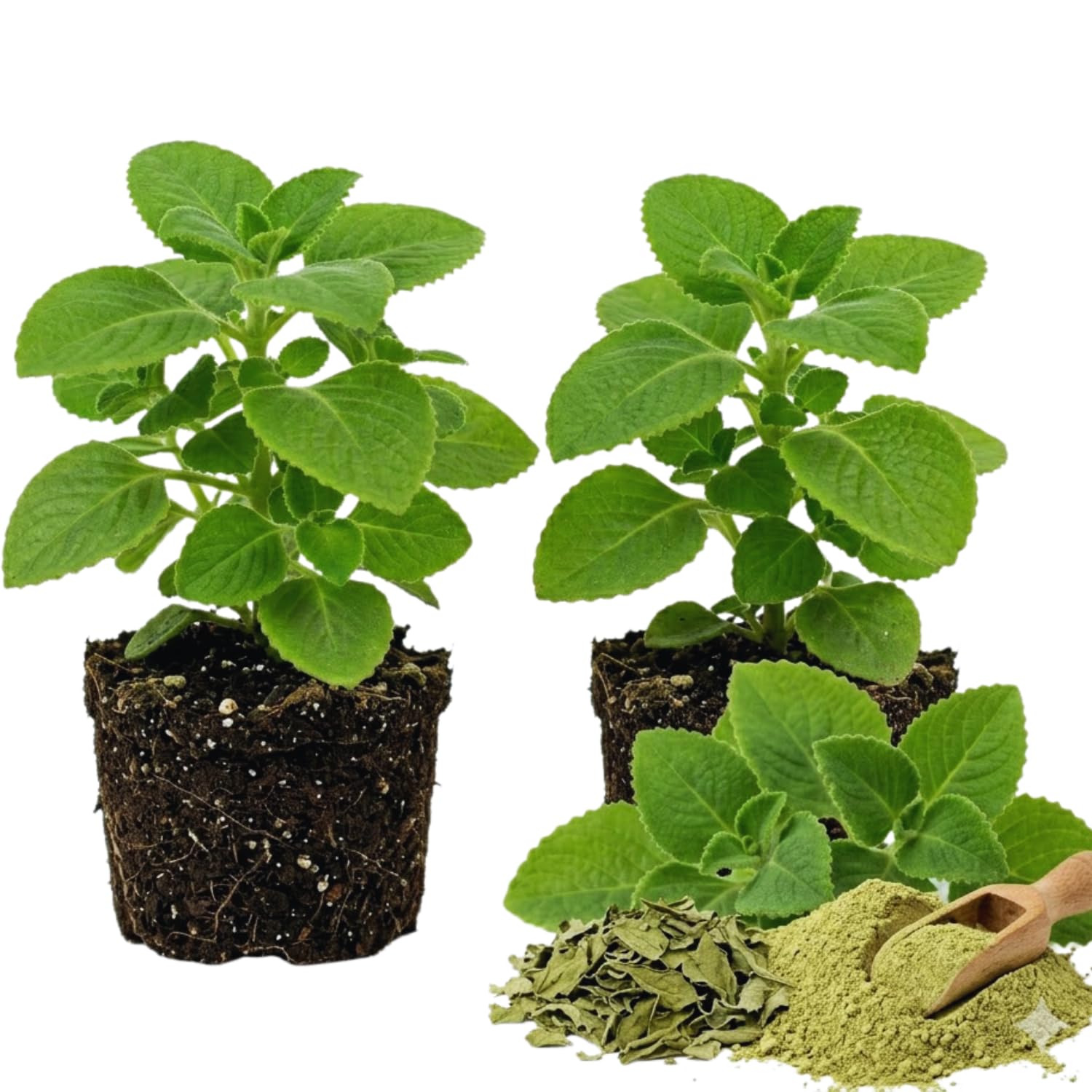 TANKDA 2 Cuban Oregano Live Plant