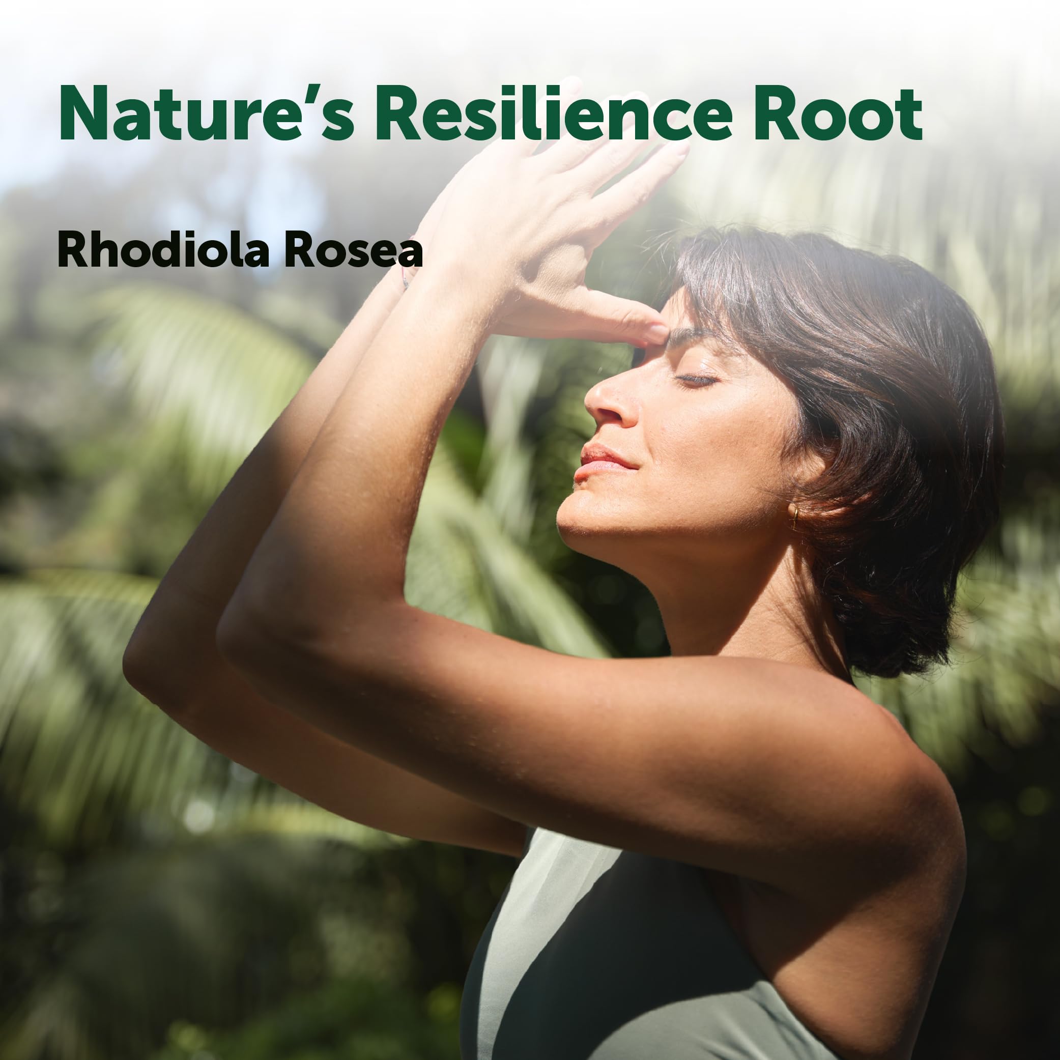 Micro Ingredients Rhodiola Rosea Supplement, 240 Vegetarian Capsules — Amazon image 4