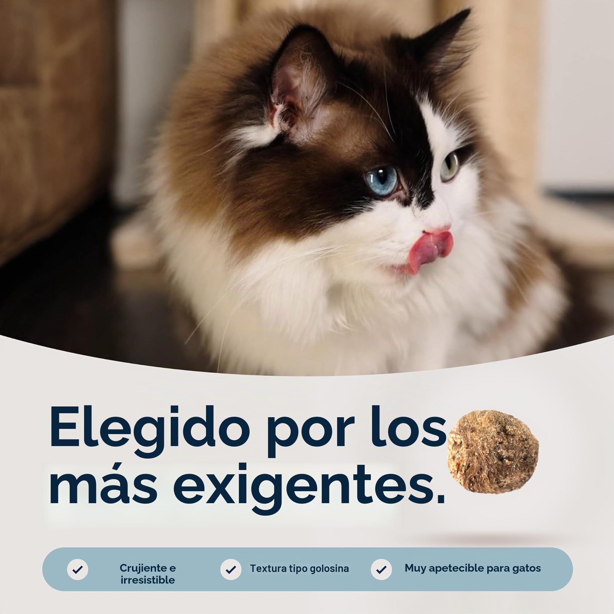 ZIWI Peak Steam & Dried Chicken with Whole Mackerel, 2.2 kg - Alimento seco Natural para Gatos con Alto Contenido de proteínas, Alternativa cruda y sin Granos, alimento seco Completo para Gatos