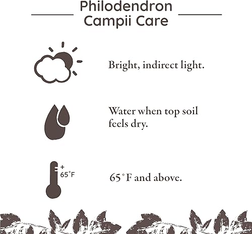 Miniatura 4 de Green Circle Growers Philodendron Campii - Plantas de interior vivas en maceta blanca Quinn de 5 pulgadas, planta de interior