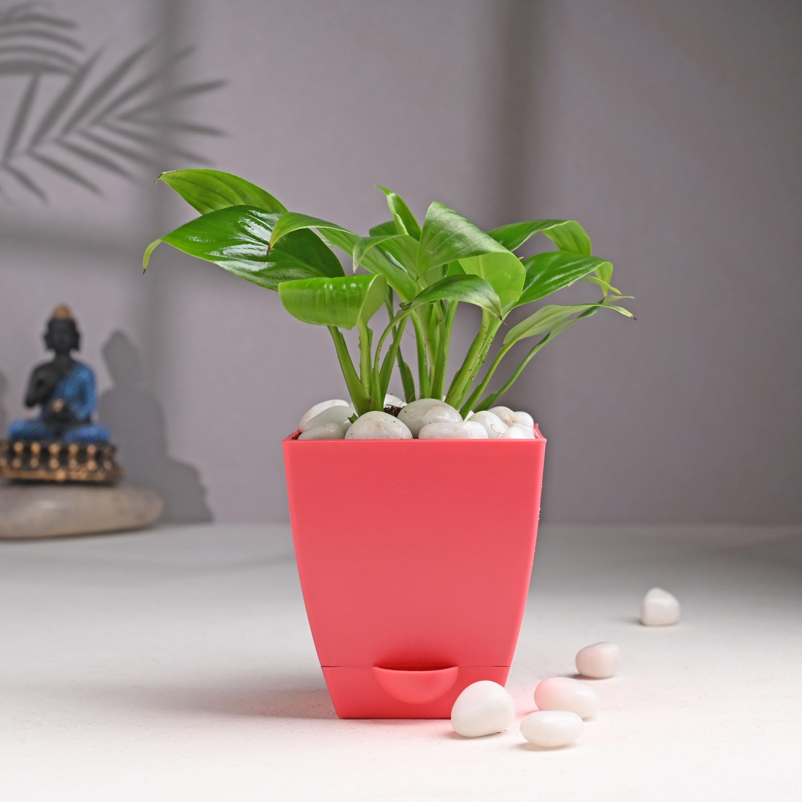 See full amazon price history chart for FlowerAura Air Purifying Peace Lily Live Indoor Plant In Red Tapper Pot For Home/Office Décor & For Birthday Gift, Anniversary Gift, Womens Day Gift, Mothers Day Gift, Diwali Gift, Holi Gift FlowerAura Air Purifying Peace Lily Live Indoor Plant In Red Tapper Pot For Home/Office Décor & For Birthday Gift, Anniversary Gift, Womens Day Gift, Mothers Day Gift, Diwali Gift, Holi Gift (B0CYGMKWP7) Amazon Price History, Amazon Price Tracker