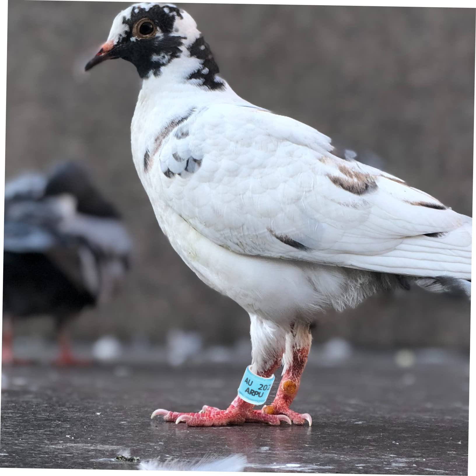 Obrączka na stopę kurczaka, pierścienie identyfikacyjne ptaków, 200 szt. Obrączka na stopę gołębia Akcesoria dla zwierząt Akcesoria dla ptaków Akcesoria dla piskląt Numerowana opaska na nogę gołębia C