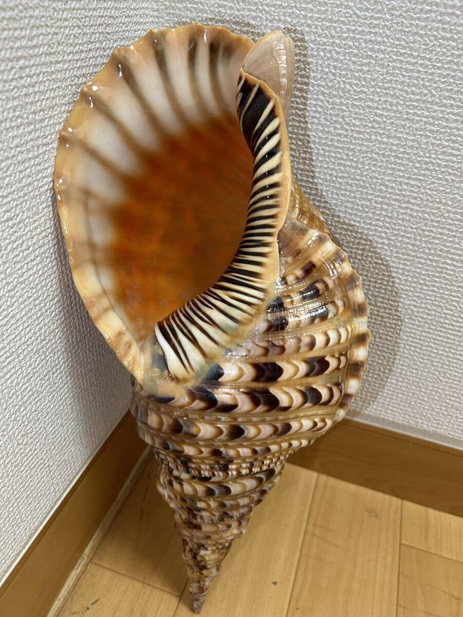法螺貝 超特大 約37.5cmホラ貝 ほら貝 ほらがい 螺貝 ホラガイ Amazon.co.jp: 法螺貝 超特大 約37cmホラ貝 ほら貝 ほらがい 螺貝