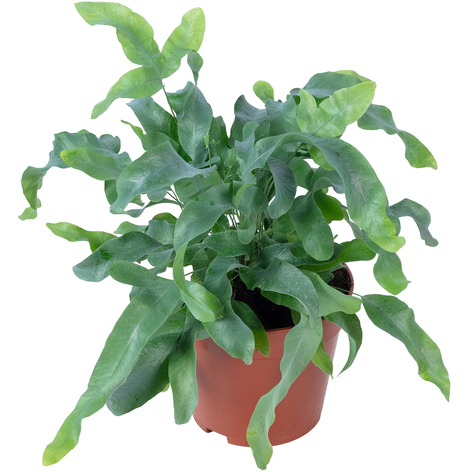Planta de interior de fácil cuidado, Phlebodium aureum 'Blue Star', altura aprox. 40 cm, diámetro de maceta de 14 cm