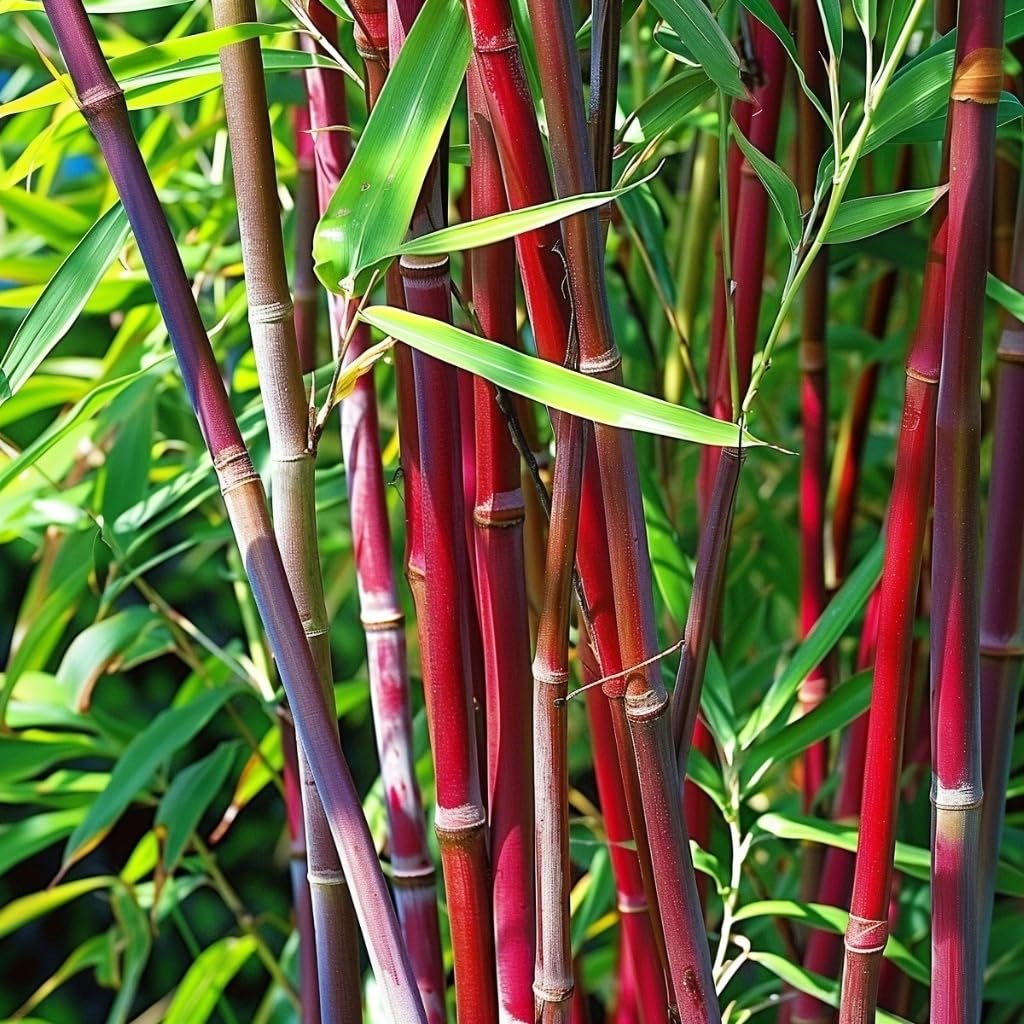 Plant in a Box - Fargesia scabrida 'Merveille asiatique' - Set de 3 - Bambou scabride - Rouge bambou - Pot 13cm - Hauteur 25-40cm