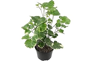 Exotic Indoor Aralia Balfouriana Live Houseplant