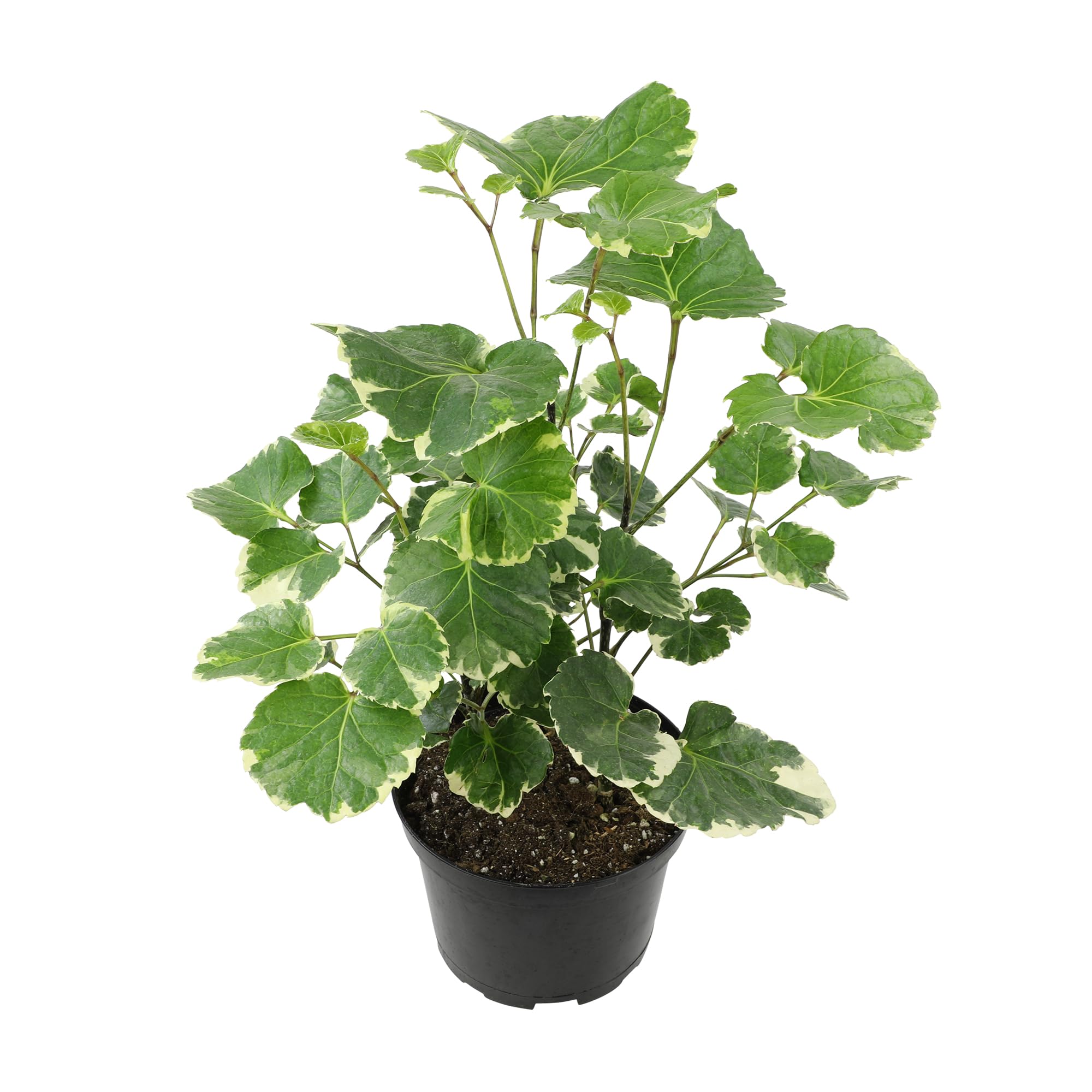 Dinner Plate Variegated Aralia Balfouriana in 6 Grower Pot