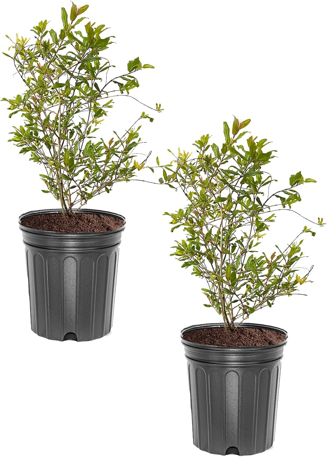 Wonderful Pomegranate Tree, Fruit Bearing, Hardy, 1 gal Nursery Pot, 12-18 in Tree Height (Due to Agricultural Laws, we Cannot Ship to CA, AZ, AK, or HI), 2 Pomegranates