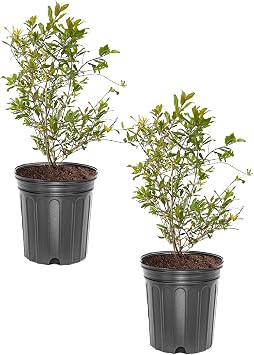 Wonderful Pomegranate Tree, Fruit Bearing, Hardy, 1 gal Nursery Pot, 12-18 in Tree Height Due to Agricultural Laws, we Cannot Ship to CA, AZ, AK, or HI, 2 Pomegranates
