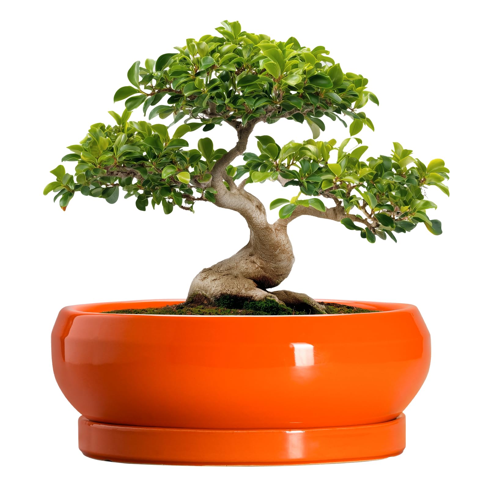EPFamily Bonsai Pots - 13 Inch Ceramic Succulent Pots with Drainage Hole and Saucer, Shallow Planter for Indoor Outdoor, Bonsai Planters, Large Planter Bowl, Porch Decor, Gift for Plant Lover, Orange — image 1