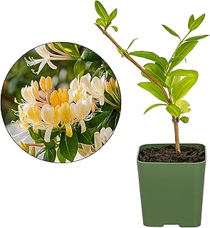 White Fragrant Japanese Honeysuckle Vine, Starter Plant, Climbing Landscape Outdoor Garden Plant 2 inch Pot (1)