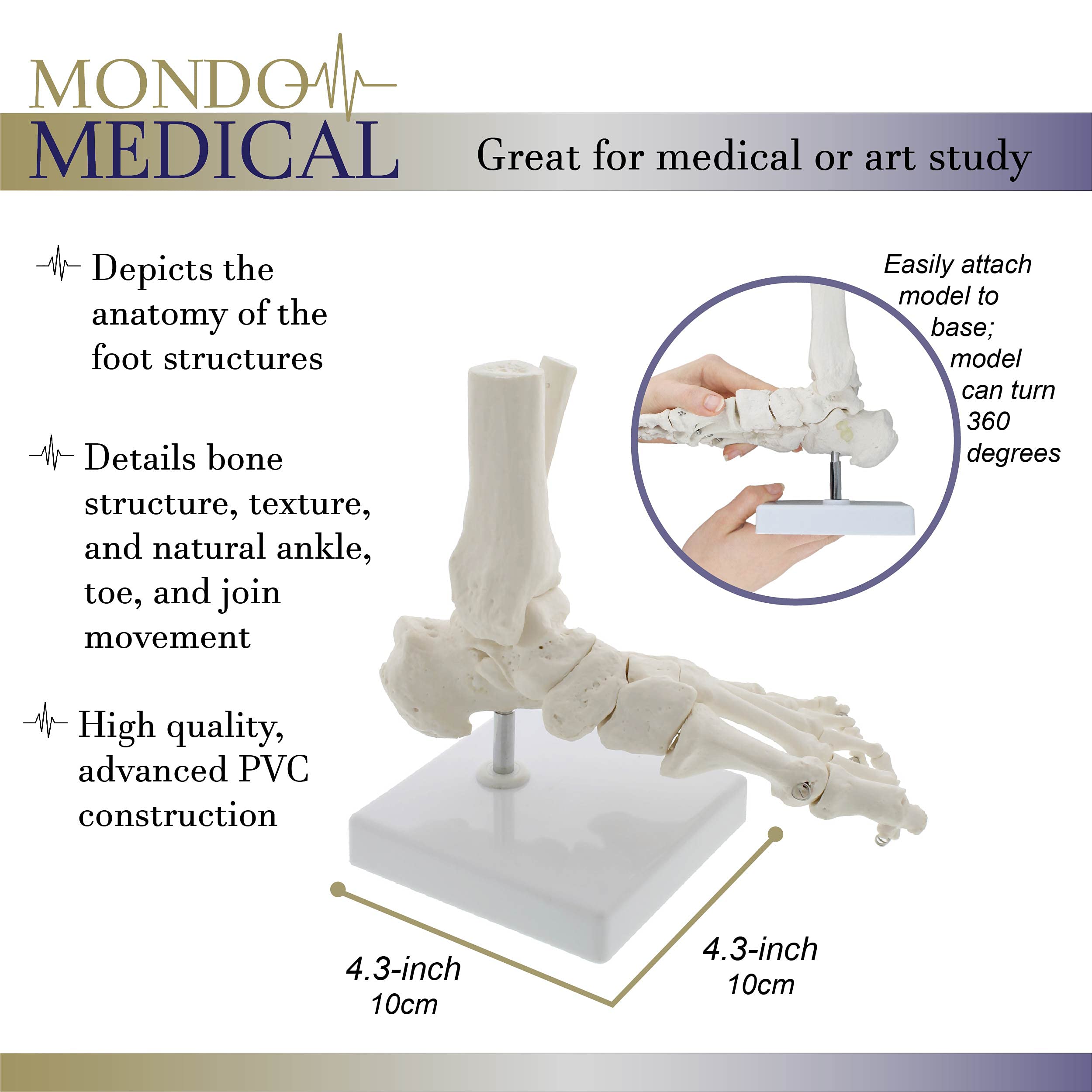 Buy MonMed Medical Models Life Size Foot and Ankle Model Anatomical