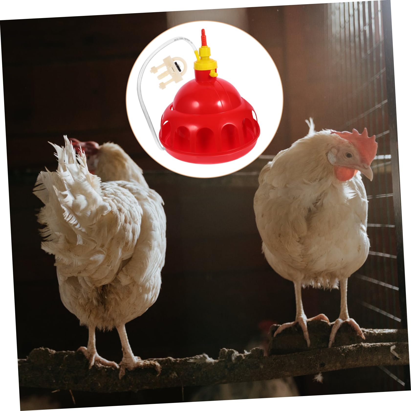Toyvian 1pezzi Distributore Per Animali Domestici Abbeveratoio Per Piccioni e Quaglie Abbeveraggio Per Pollame Facile Da Usare Per Allevamento e
