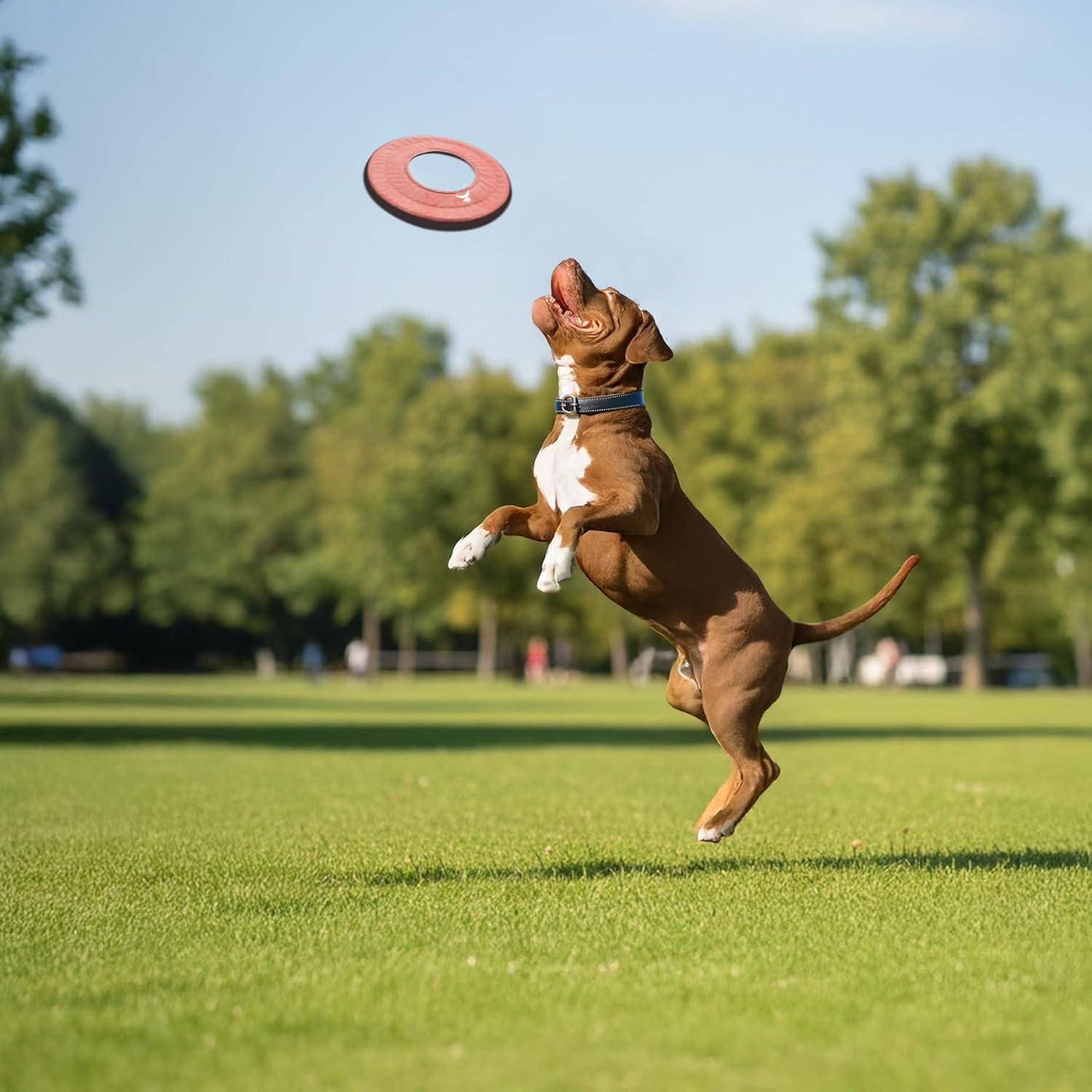 OllyDog Ultimate Dog Toy Bundle – Tug Toy, Floating Frisbees (11" & 9"), Rubber Ball & Rope Rugby – Durable, Eco-Friendly Dog Toys for Fetch, Water Play & Training