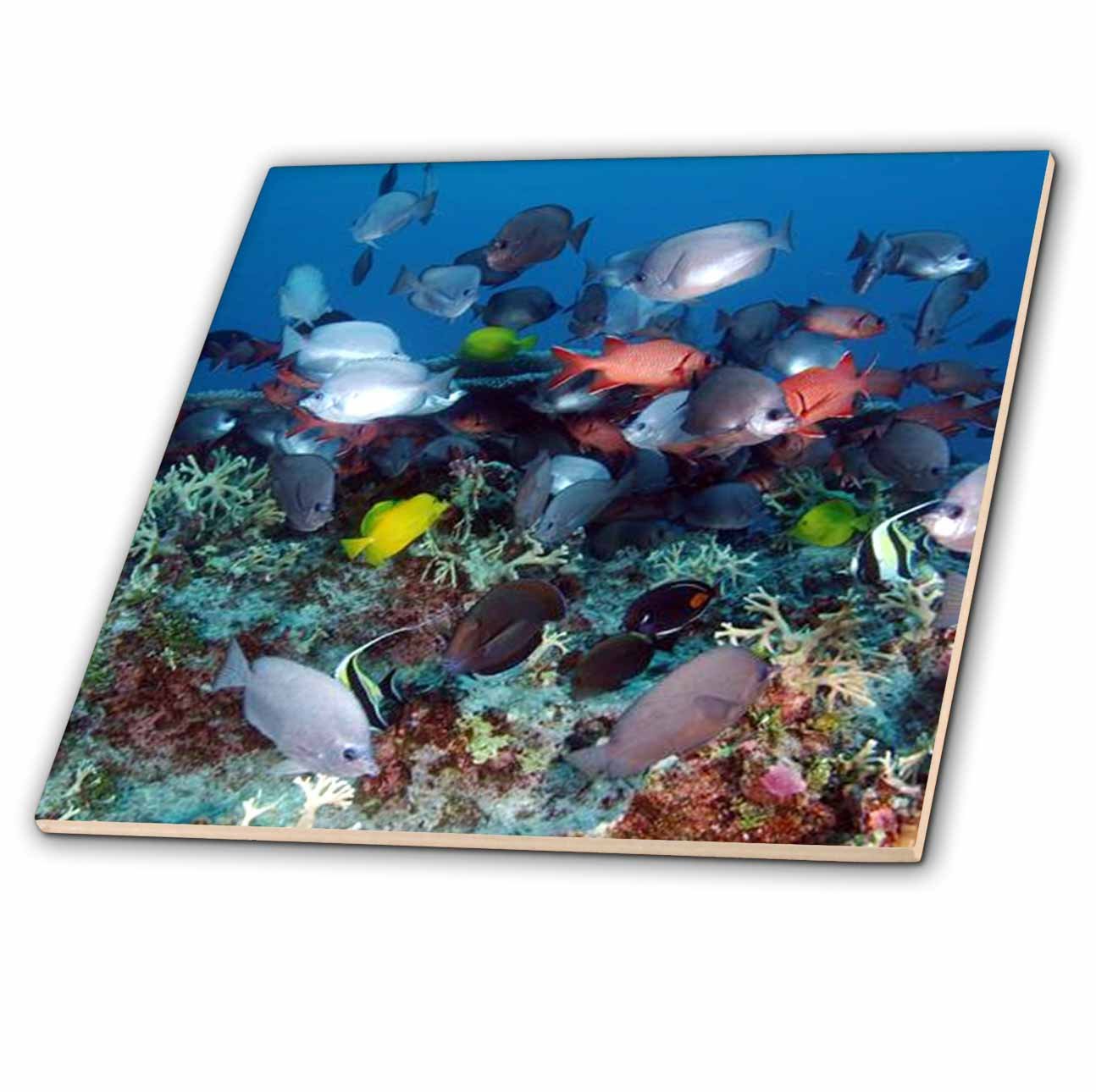 Amazon.com: 3dRose Tropical Coral Reef Fish - Ceramic Tile, 6-inch