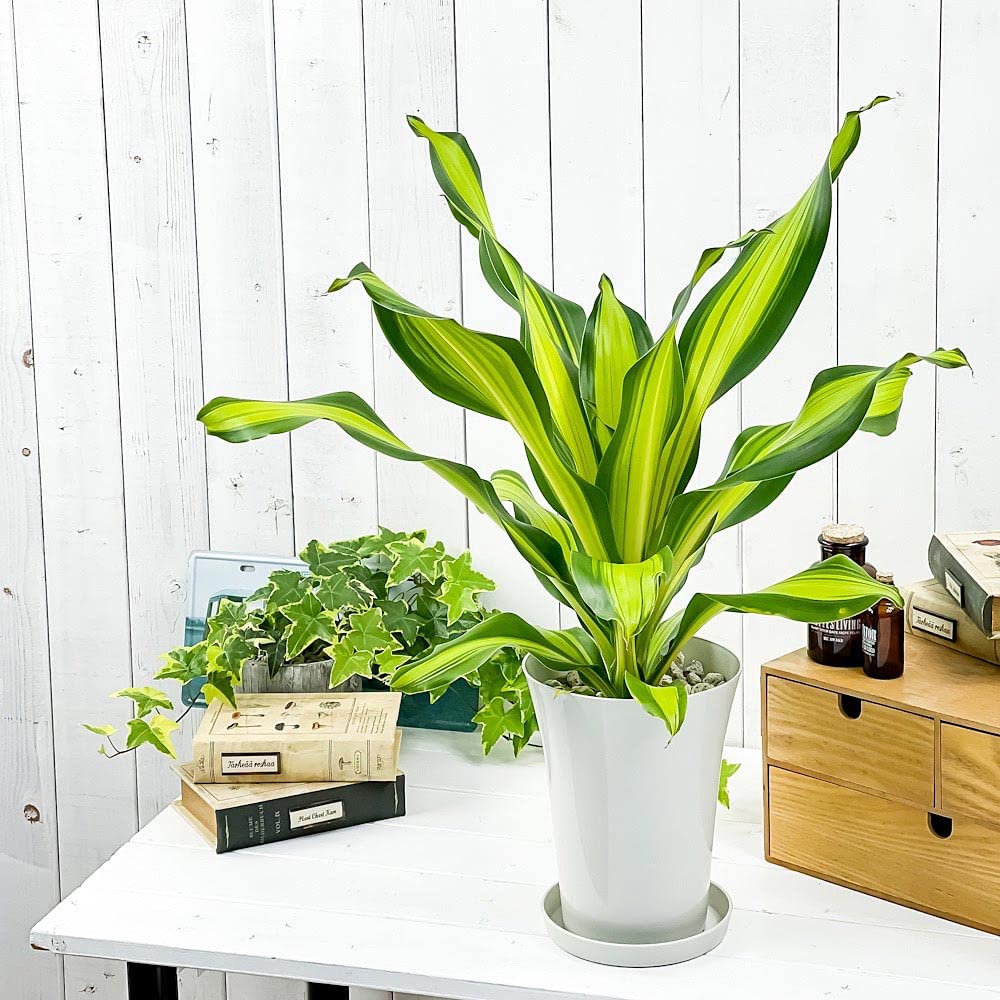 Amazon.co.jp: PLANCHU 観葉植物 ドラセナ ゴールドコード 6号鉢