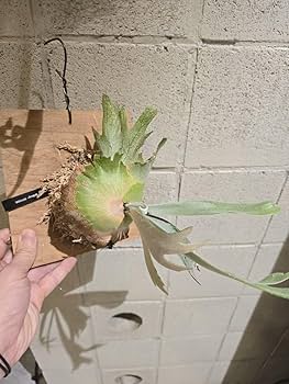 ビカクシダ willinckii Anapat#10 ビカクシダ willinckii Anapat#10 ∞ anapat#1 でも群生を楽しむ