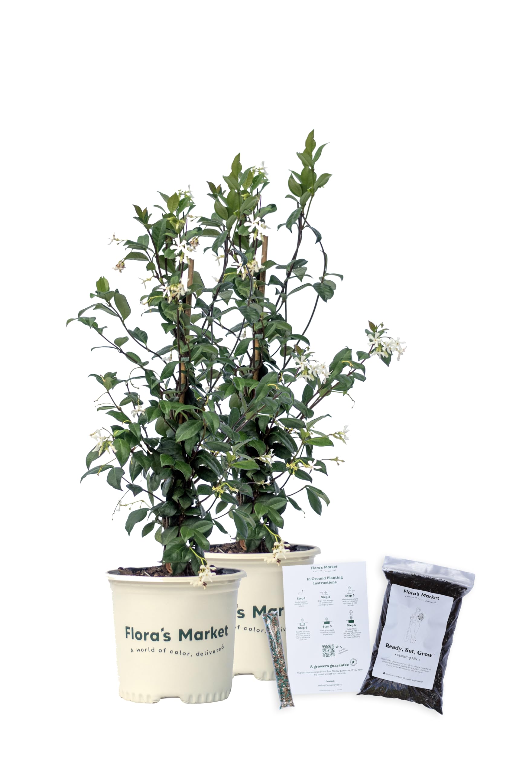 Confederate Jasmine 1 Gallon