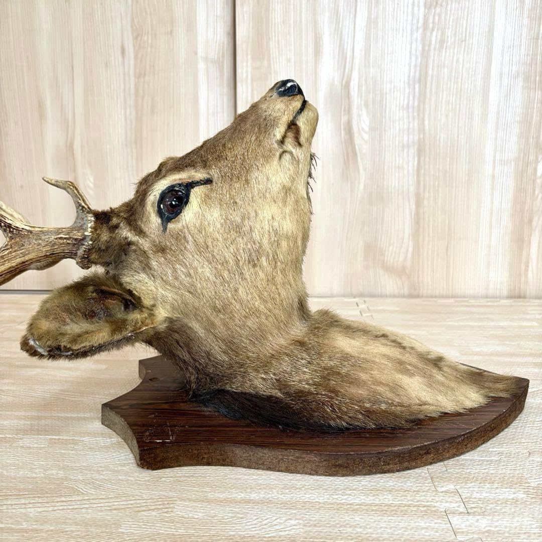 鹿の剥製 Amazon.co.jp: 豪華鹿シカはく製剥製角置物インテリア蝦夷シカ北海道