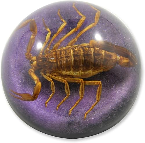 REALBUG 2 12 x 1 14" Golden Scorpion Dome Pisapapeles Púrpura