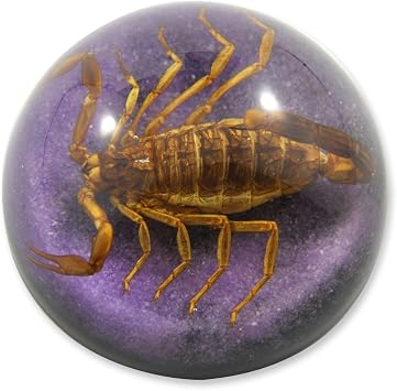 REALBUG 2 1/2 x 1 1/4" Golden Scorpion Dome Paperweight Purple