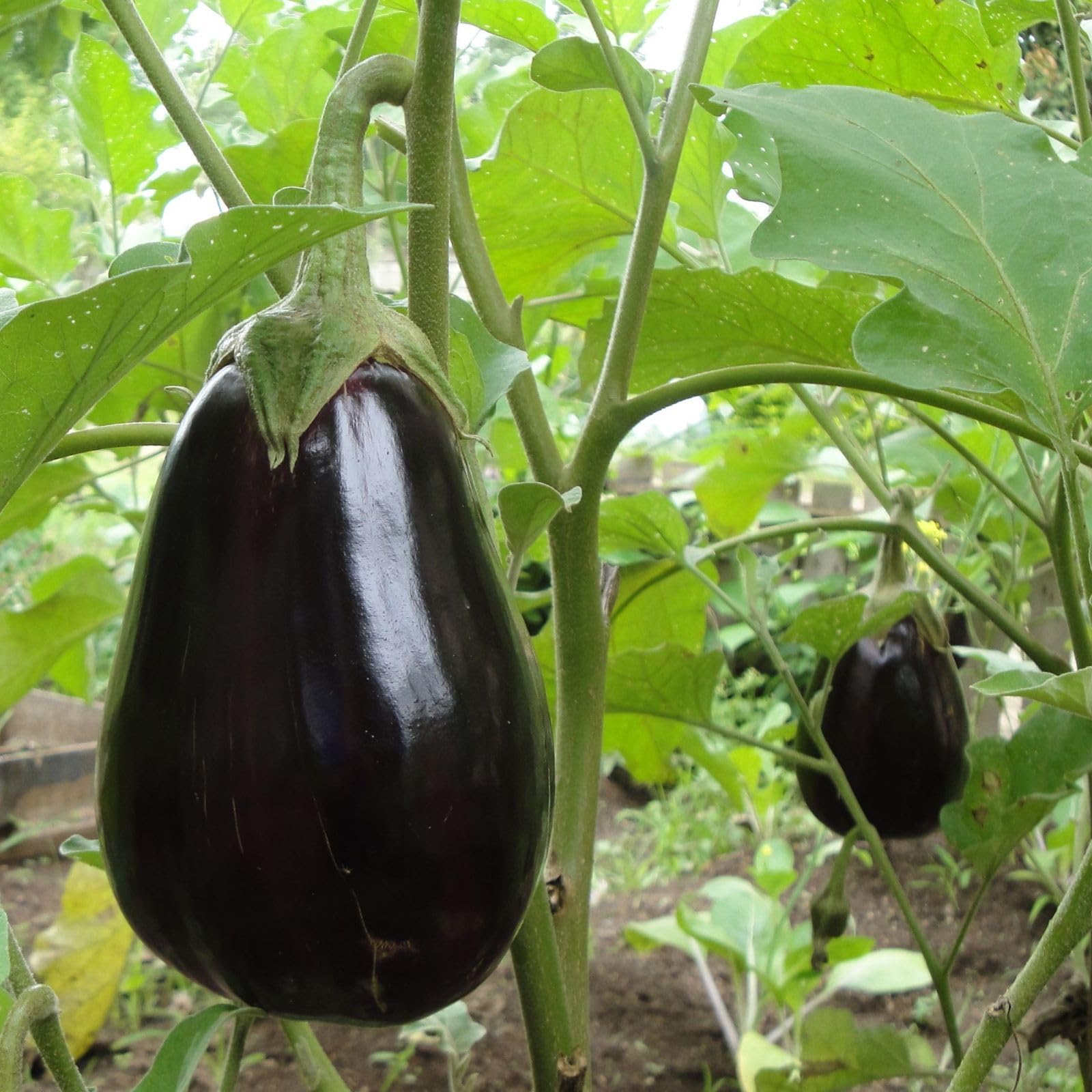 Nelesa Gardening Black Beauty Brinjal Hybrid Seeds 50 Seeds Pack for Home Gardeners (B01M0E7NTU) Amazon Price History, Amazon Price Tracker
