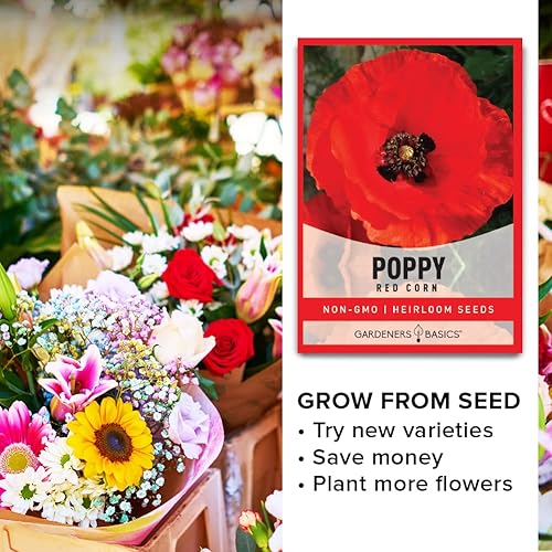 Miniatura 7 de Gardeners Basics Semillas de amapola para plantar (maíz rojo) - Paquete de semillas de flores rojas reliquia de flores perennes, variedad sin OMG