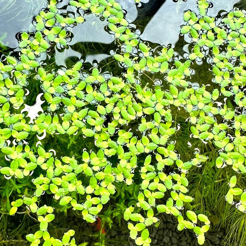 semillas de lenteja de agua, acuario de flotantes, Lemna minor, sostenible de acuario regalos 800pcs