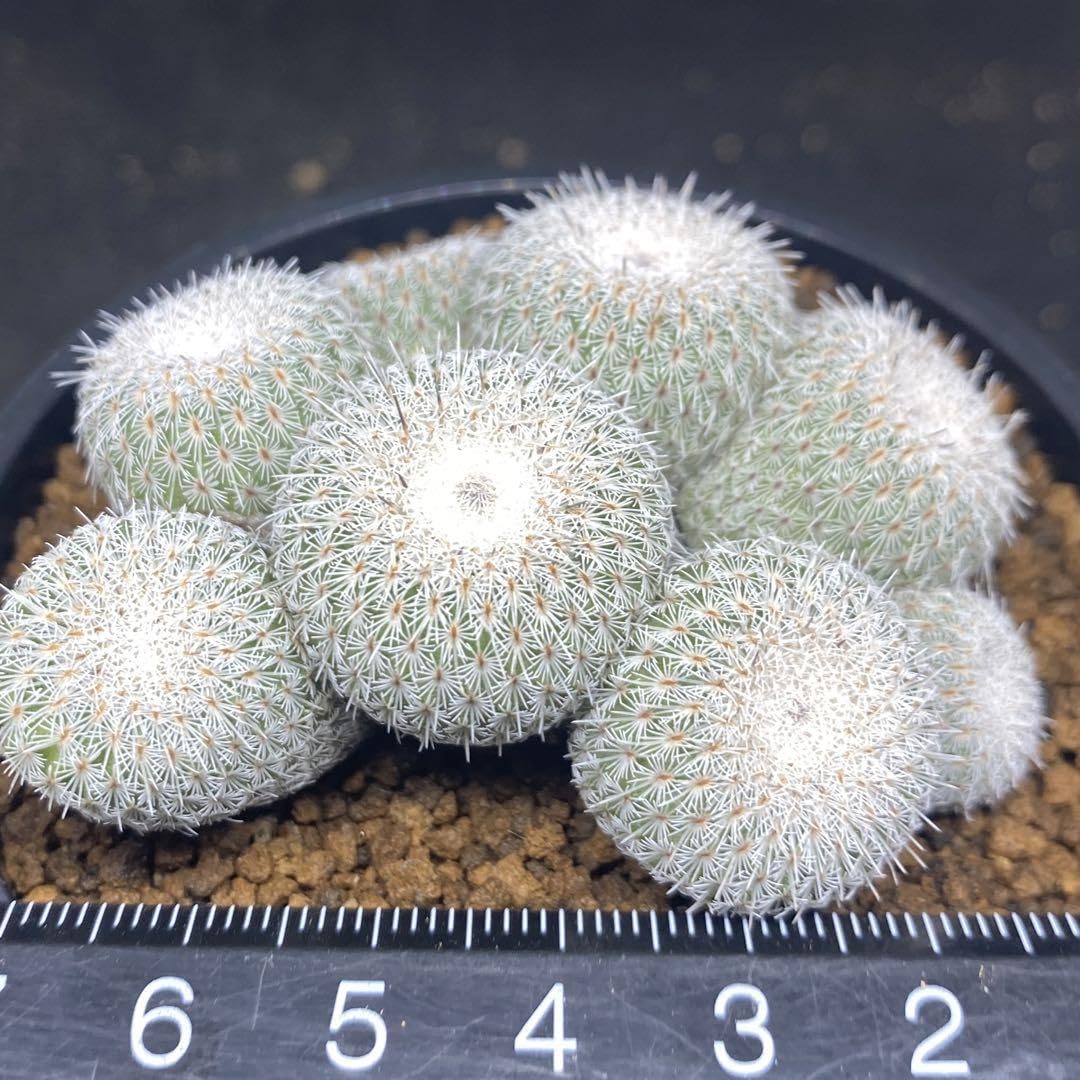 Amazon.co.jp: サボテン エピテランサ かぐや姫 レア種 群生株 抜き苗