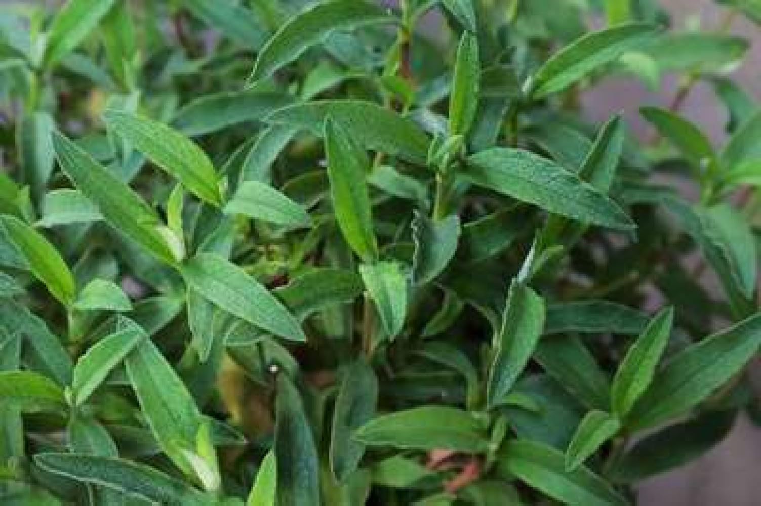 Cistus purp. 'Alan Fradd' - Ciste Pulvérulent 20-25 cm en pot