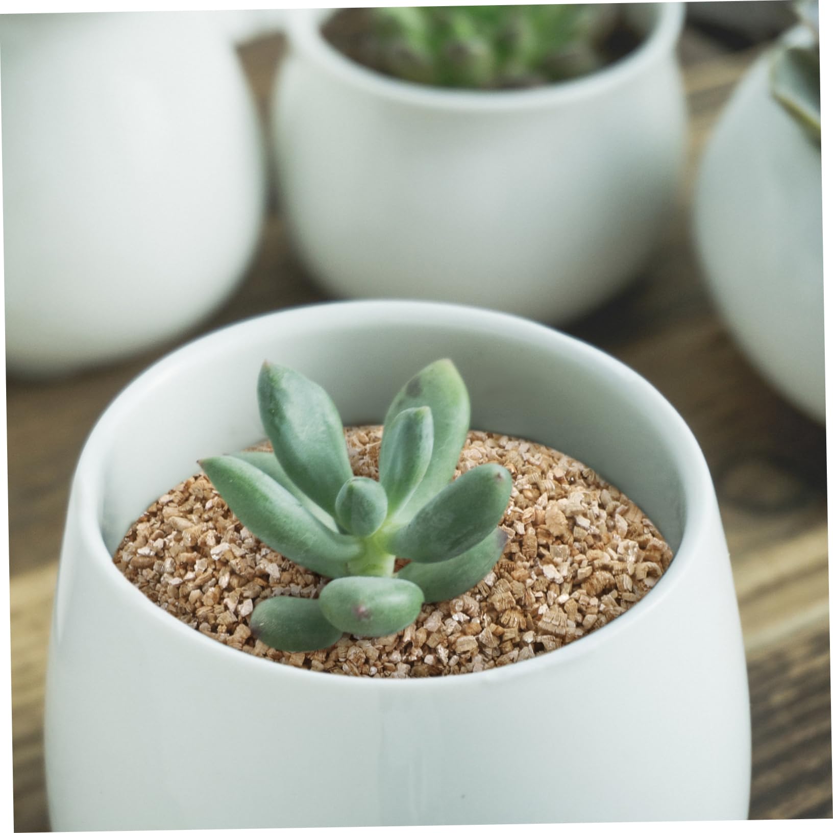 Vermiculite Horticole Fine 3l pour Jardinage et Croissance des Plantes | Rétention D’eau Élevée, Ph Neutre, Usage Maison pour Jardins et Pots D’intérieur