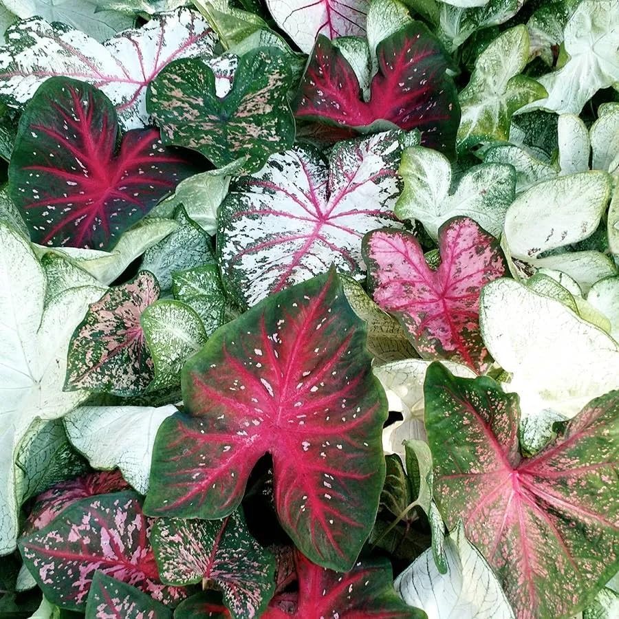 Caladium Sun Tolerant Mix Bulbs - Perennial & Spectacular Hybrids Caladium | Easy to Grow, Colorful Mix Caladium Bulbs (6 Pack)